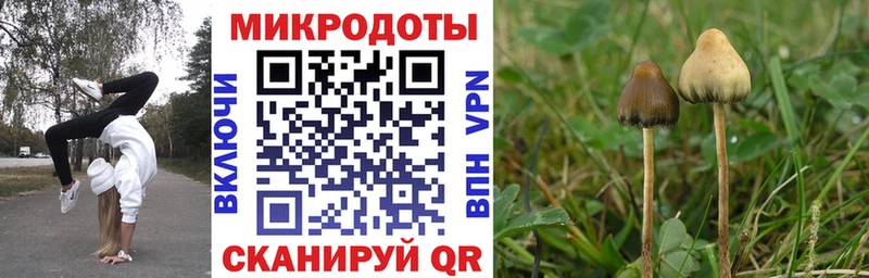 Галлюциногенные грибы Psilocybine cubensis  Полысаево 